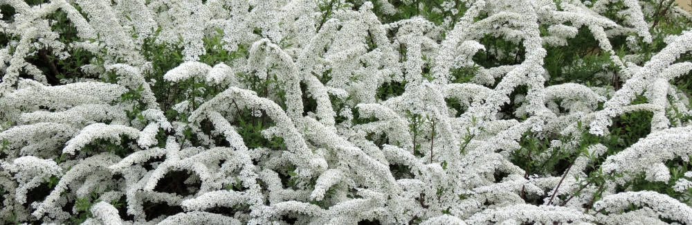 Spiraea banner 02